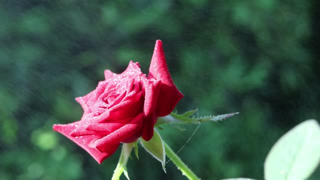 Beautiful red rose watering 4k video
