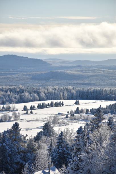 une forêt givr�ée - vertical scenics ice canada 뉴스 사진 이미지