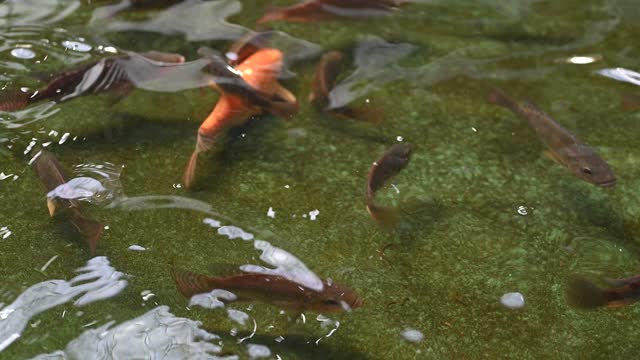 Koi and tilapia carp in the pond