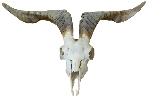 Front view goat skull isolated black and white photo