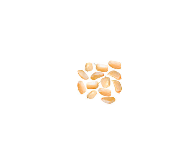 istock rose hip, rosehip,or rose haw, 1972680363