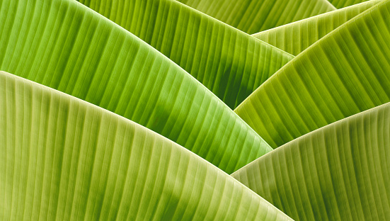 Beautiful greenery pattern background of many green banana leaves for natural foliage spring season backdrop