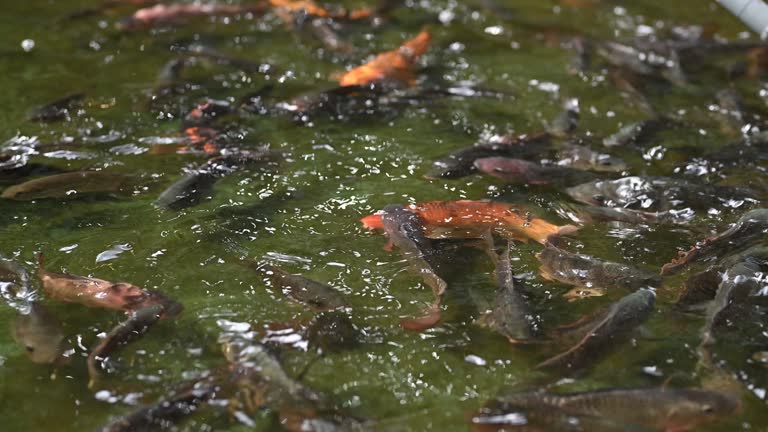 Koi and tilapia carp in the pond