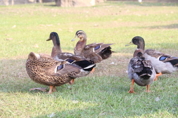 istock Mallard duck swimming leisurely on the water 1972690911