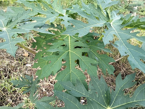 Small papaya tree growing in the field. The leaves of small papaya trees that grow in the yard are often used for fresh vegetables and traditional medicine