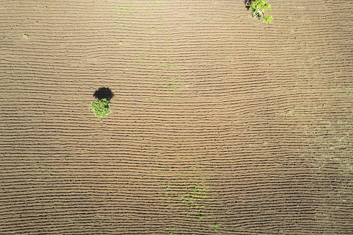 Brown agricultural cultivated field aerial above top drone view