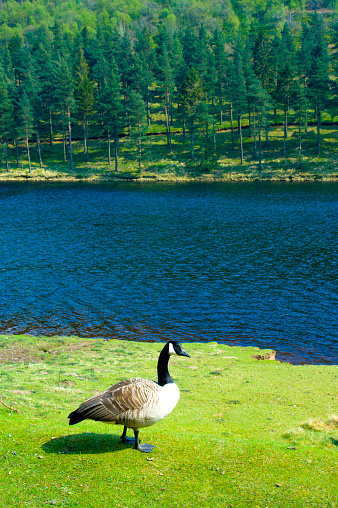 Reservoir Derwent Valley Peak District National Park Derbyshire England UK