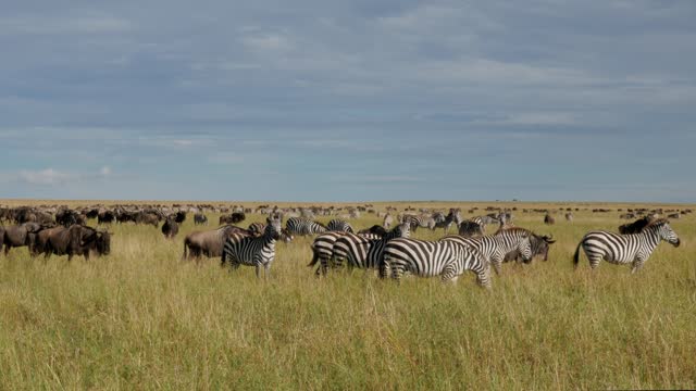 Serengeti Symphony: Wildebeests and Zebras on the Great Migration in Tanzania