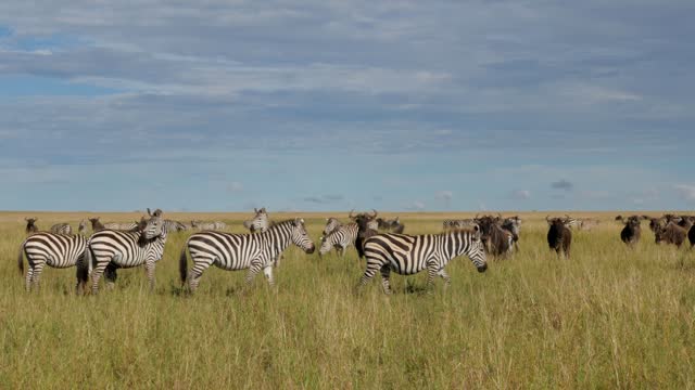 Migration Marvel: Herds of Wildebeests and Zebras on the Move in Serengeti, Tanzania