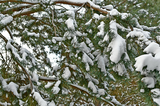 Snow-covered spruce trees stand in New Year's silver, And like white beds, Snowdrifts lie in the semi-darkness.