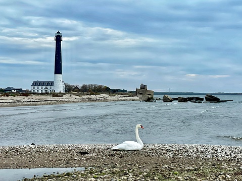 Swan next to the lighthouse