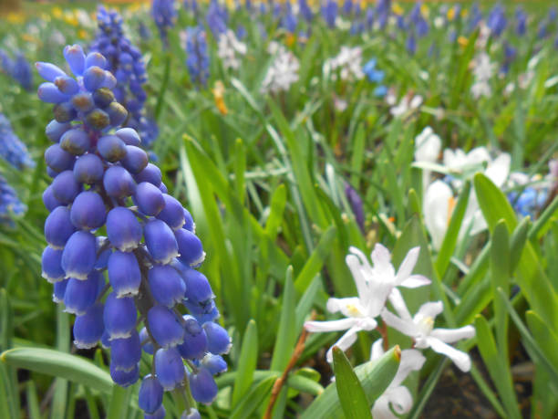 Muscari in Zaragoza.