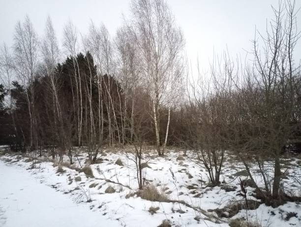 istock Winter forest landscape with young trees and snow that covered the ground with a thin layer. 1972754275