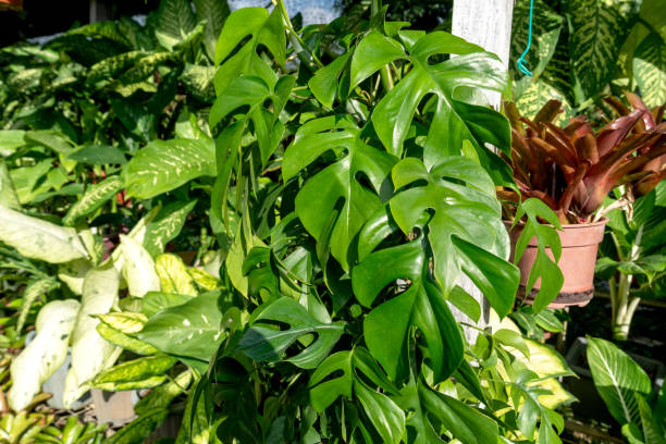 istock Philodendron tetrasperma in the garden 1972755332