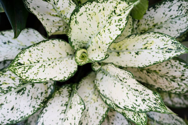 Top view of Aglaonema Snow White