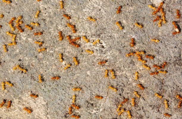 istock Yellow ants on the ground. Close-up 1972757502