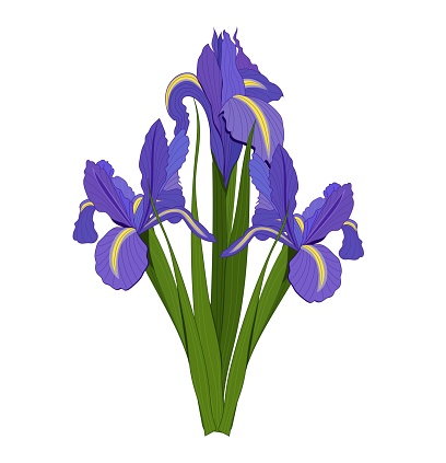 Purple flowers iris design spring bouquet vector illustration