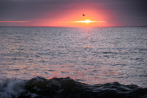 A seagull flying in front of the rising sun in a mostly cloud filled sky. The gull is flying above the ocean and a wave is cresting in the foreground. The sun is glowing pink and orange on the horizon