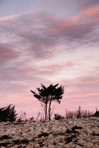 A lone cedar tree on a rocky coastline of the Atlantic Ocean next to Buzzards Bay. Behind the cedar tree is a morning sky lit by sunrise with lots of pink hued clouds. The beach is filled with stones.