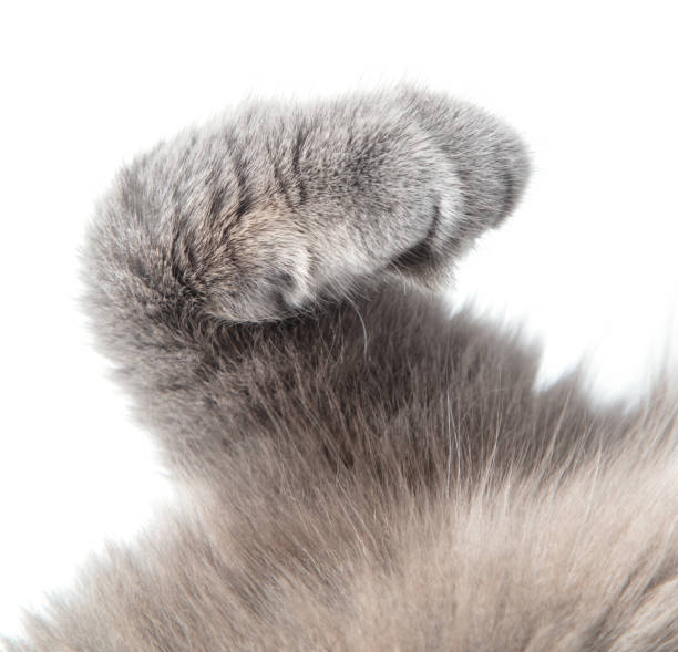 istock Gray cat paws isolated white background 1972768524