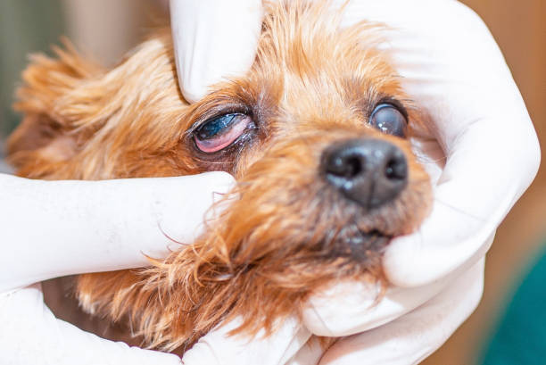 man vet examining eyes of sick yorkshire terrier dog during appointment in clinic.close up. - 13411 zdjęcia i obrazy z banku zdjęć