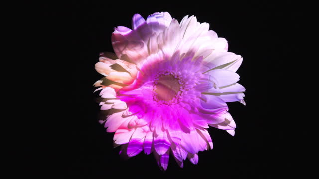 Abstract color lights on a gerbera daisy