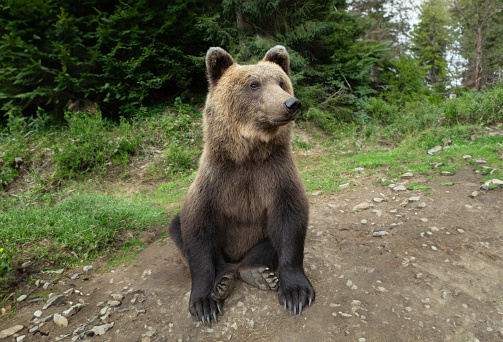 brown bear on the background of the forest