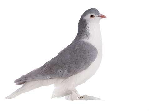 lahore pigeon isolated on  white background
