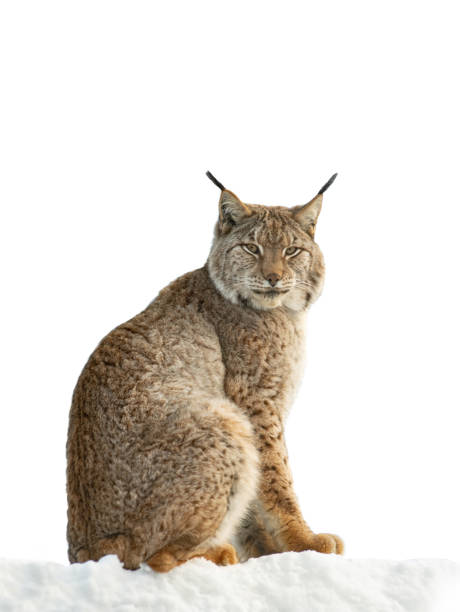 istock Carpathian lynx sitting on snow isolated on white background 1972787266