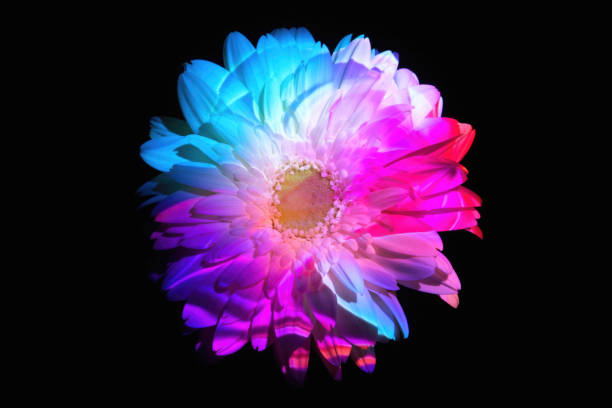 istock Abstract color lights on a gerbera daisy 1972787282