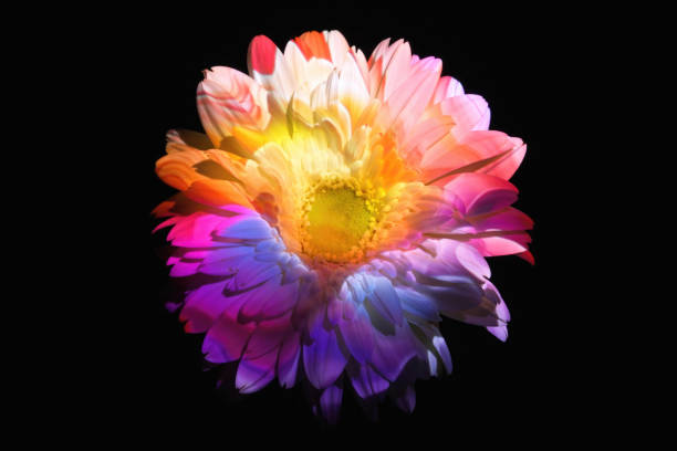 istock Abstract color lights on a gerbera daisy 1972787819