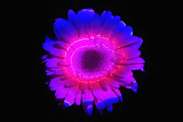 istock Abstract color lights on a gerbera daisy 1972788427