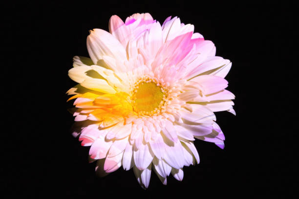 Abstract color lights on a gerbera daisy.