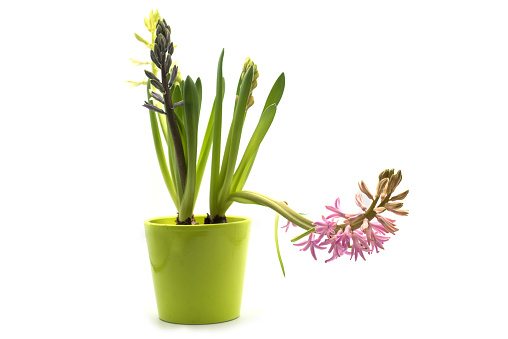 closeup of pink hyacinth in a green pot on white background