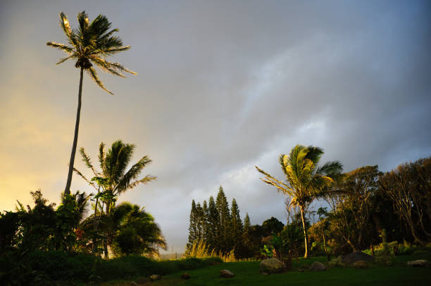beautiful sunrise and palm tree