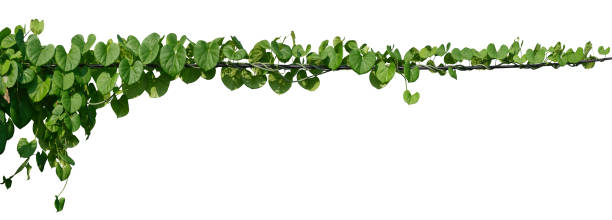 istock vine plant jungle, climbing isolated on white background. Clipping path 1972807557