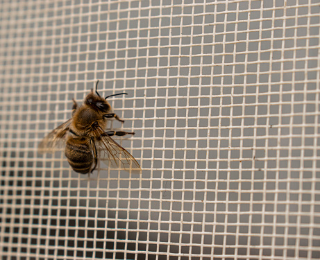 A close-up shot of honeybee on a grid