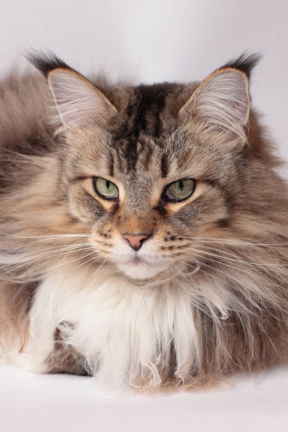 istock Maine coon cat portrait 1972831468