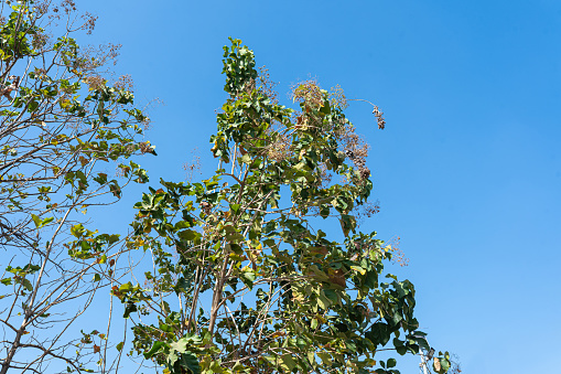 Skyward Branches in a Nature Filled Landscape with Green Leaves and Blue Sky on a Sunny Day