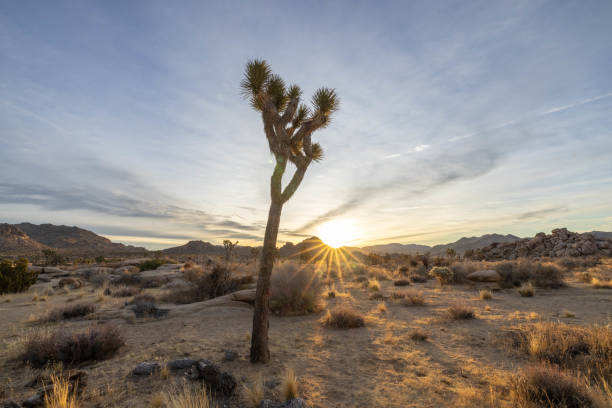 istock Golden Awakening: Sunrise Over the Joshua Tree Horizon 1972834396