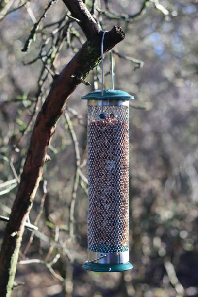 istock Bird feeder filled with peanuts hanging from a garden tree in winter sunshine 1972834659