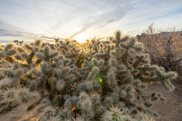 istock Cholla Charms: Exploring the Enchanting Cactus Garden 1972834678