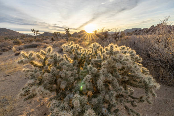 istock Cholla Charms: Exploring the Enchanting Cactus Garden 1972835221