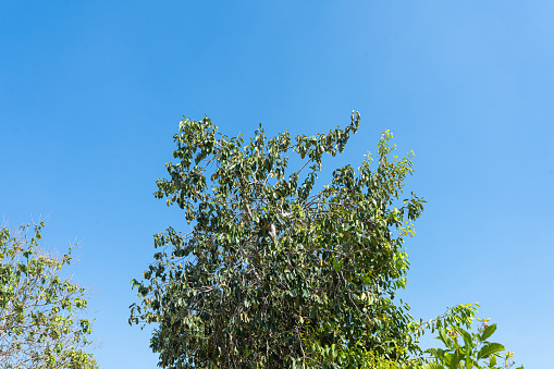 Blue Sky Tree with Branches and Leaves in Nature Landscape on a Sunny Day