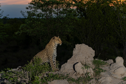Leopard (Panthera pardus) looking for prey while controlling her territory in Sabi Sands Game Reserve in the Greater Kruger Region in South Africa