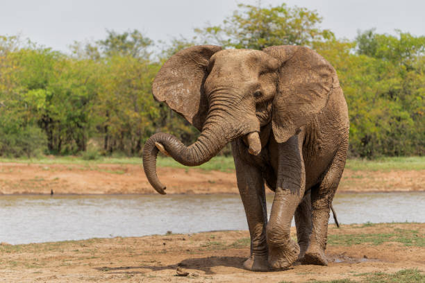 istock Elephant bull in the Kruger National Park 1972841088