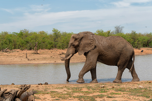 Elephant bull walking and searching for food and water in the Kruger National Park in South Africa