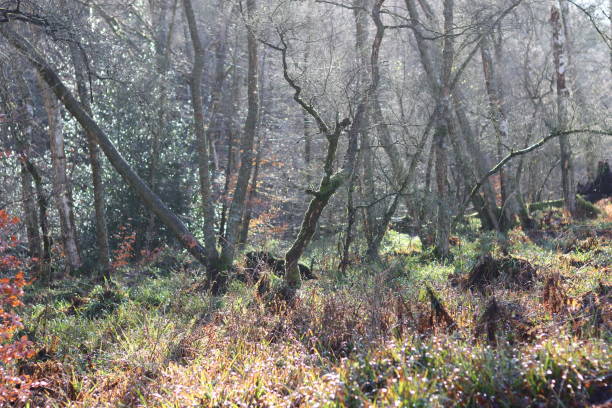 istock View through a woodland illuminated by winter sunshine 1972841098