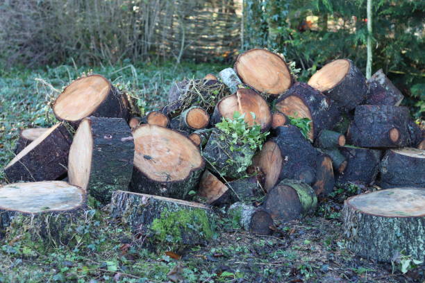 istock Stack of newly cut firewood drying in the open air 1972844251
