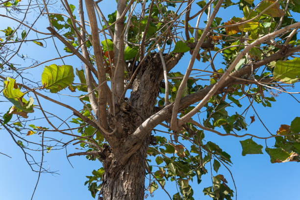 sky, landscape, nature, green, leaves, blue, sunny, branches, skyward, picture, beautiful, scenery, outdoor, serene, idyllic, tranquil, foliage, flora, sunlight, bright, beauty, peaceful, vibrant, fresh, majestic, canopy, tranquility, natural, sunnyday, sunnyweather, leafy, freshness, lush, growth, environment, sunnylandscape, daylight, picturesque, skyview, greenery, leafylandscape, clearsky, picturesqueview, sunnydaylandscape, naturefilled, sunnydayview, outdoorbeauty, sunlit, canopyview cielo, paisaje, naturaleza, verde, hojas, azul, soleado, ramas, hacia el cielo, imagen, hermoso, paisaje, al aire libre, sereno, idílico, tranquilo, follaje, flora, luz del sol, brillante, belleza, apacible, vibrante, fresco, majestuoso, dosel, tranquilid